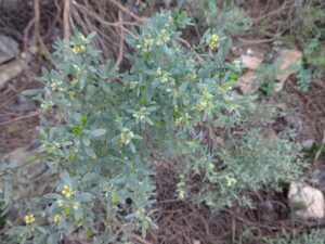 Thymelaea tartonraira
