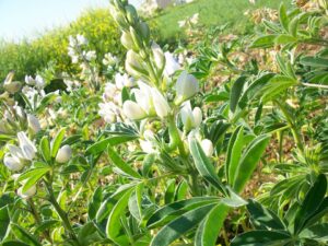 Thymus baeticus