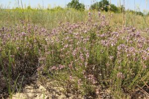 Thymus borysthenicus
