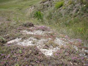 Thymus calcareus