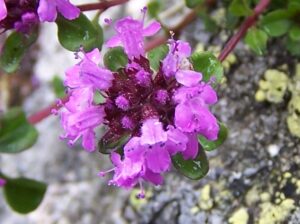Thymus pulcherrimus