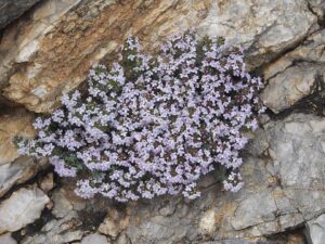 Thymus godayanus