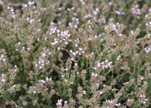Thymus hyemalis