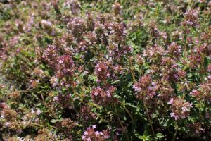 Thymus longicaulis subsp. longicaulis
