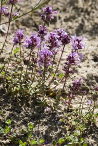 Thymus praecox subsp. praecox