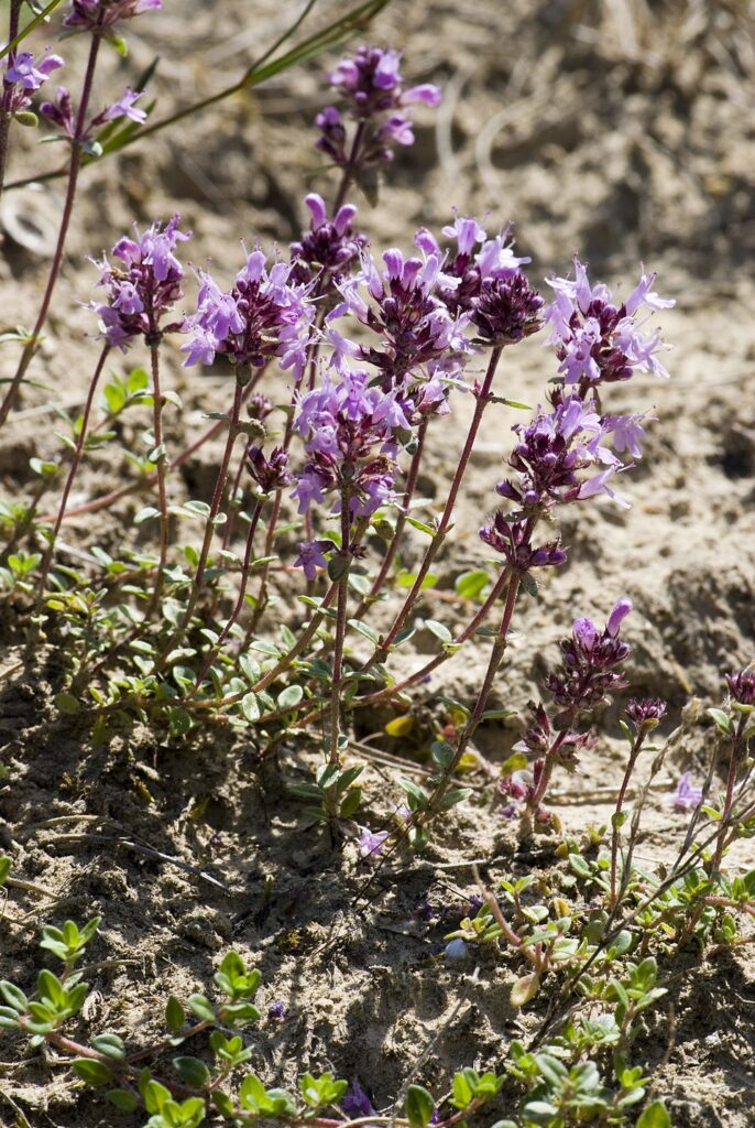 Thymus praecox subsp. praecox