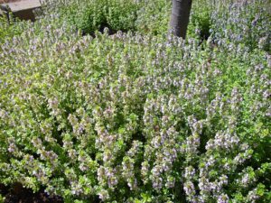 Thymus serpylloides subsp. serpylloides
