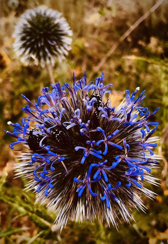 Echinops ritrodes