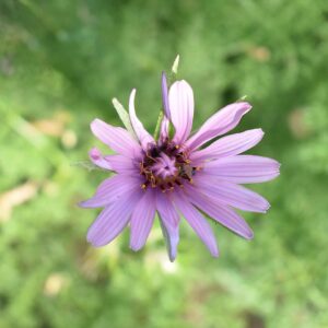 Tragopogon marginifolius