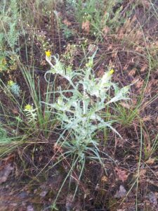 Tragopogon tanaiticus