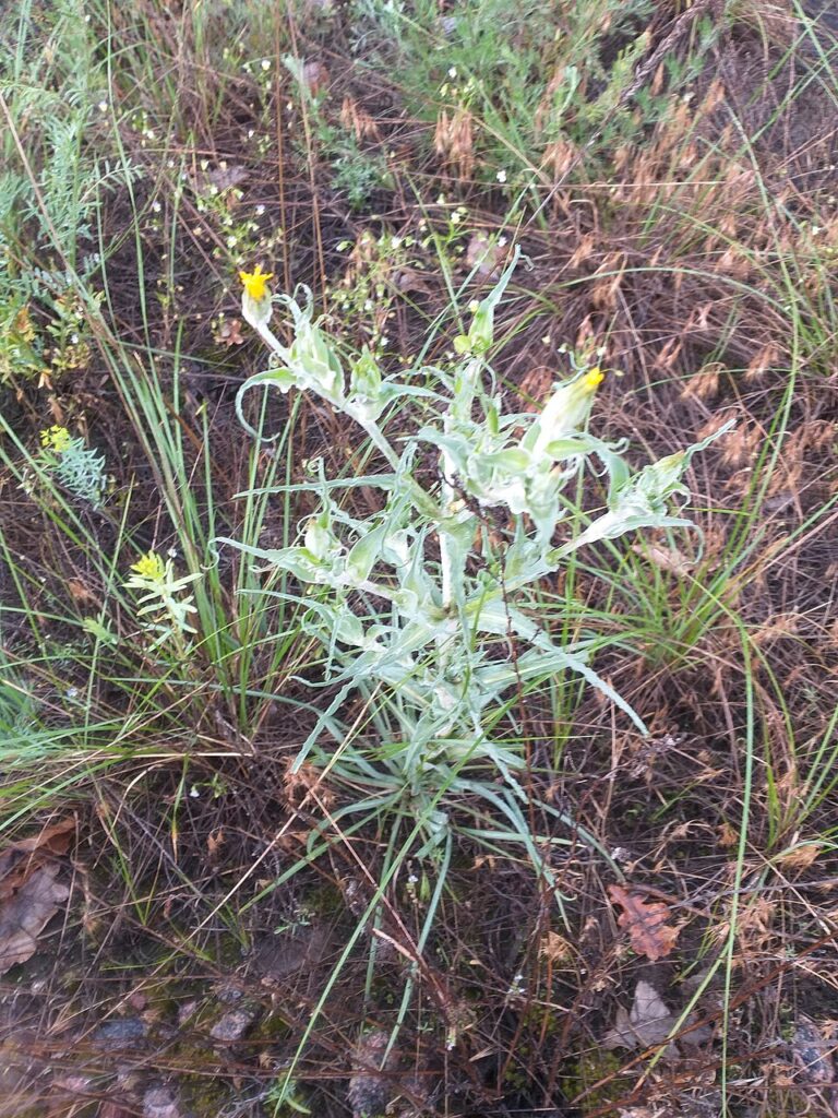 Tragopogon tanaiticus