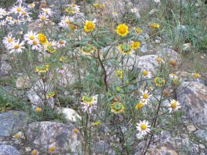 Tridactylina kirilowii
