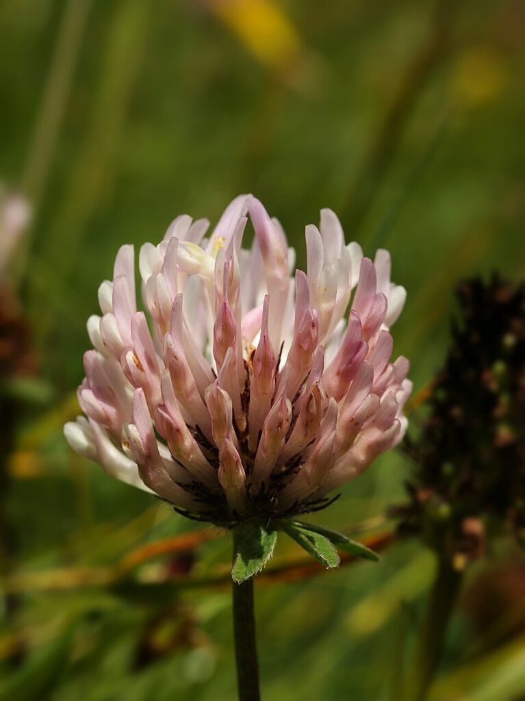 Trifolium pratense subsp. pratense
