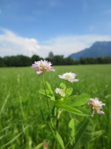Trifolium resupinatum var. majus