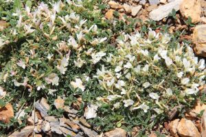 Trifolium uniflorum subsp. uniflorum