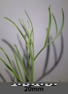 Trinia kitaibelii