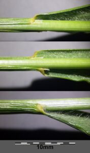 Trisetum flavescens subsp. flavescens