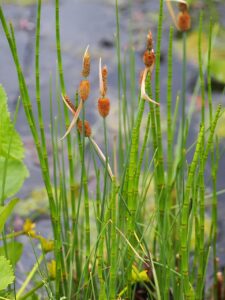 Typha minima