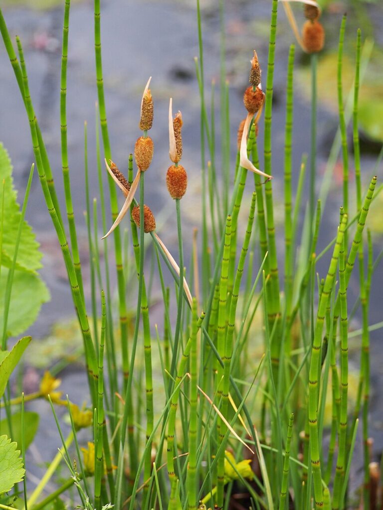 Typha minima