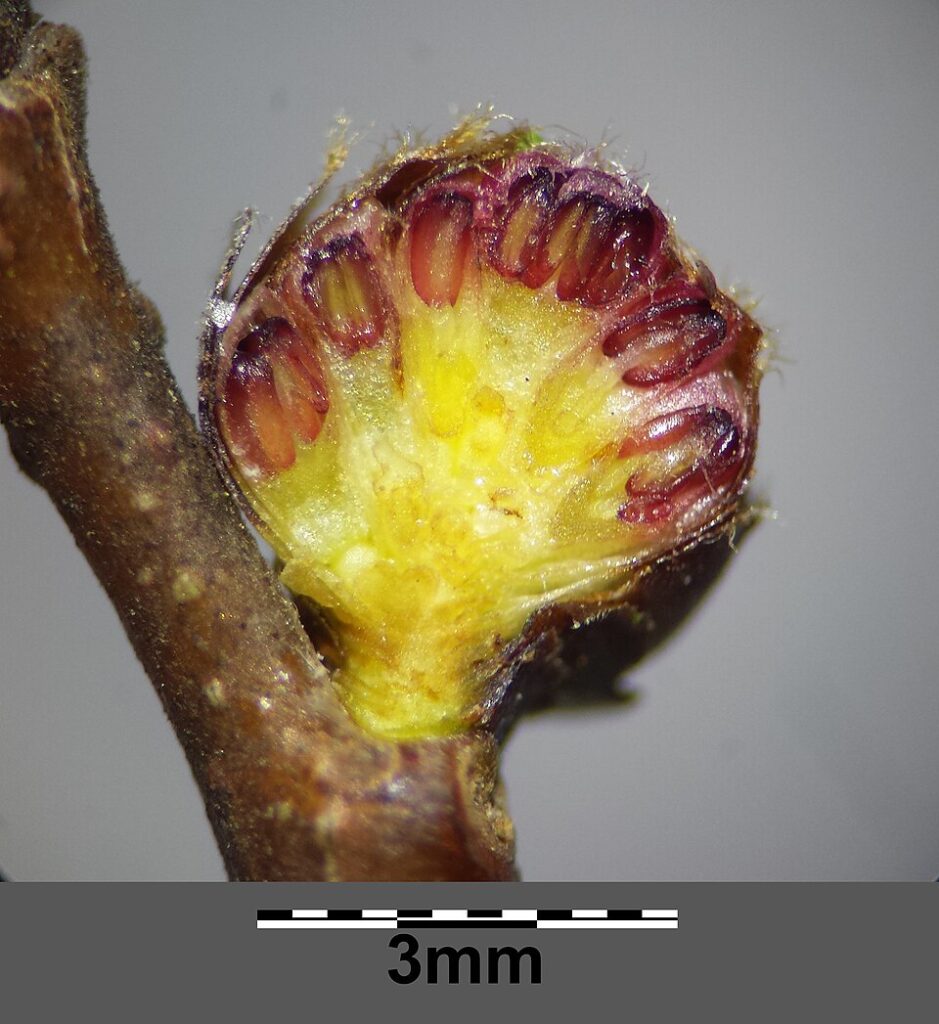 Ulmus minor subsp. minor