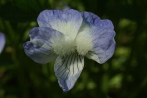 Viola elatior