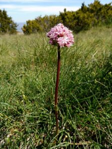 Valeriana tuberosa