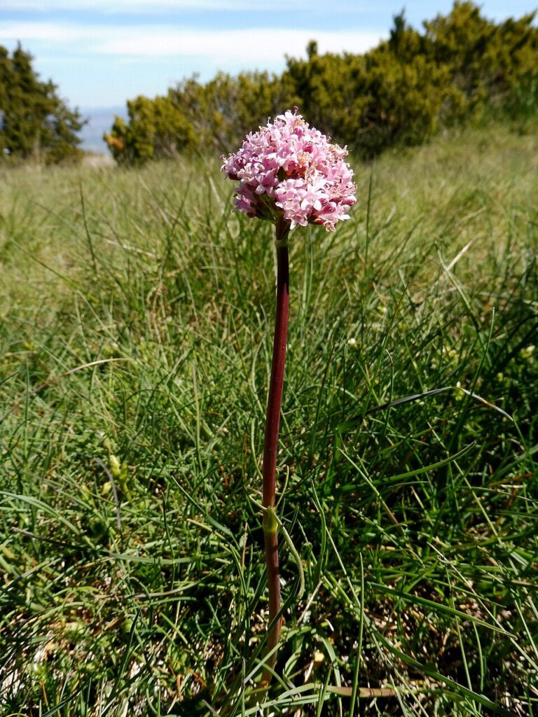 Valeriana tuberosa