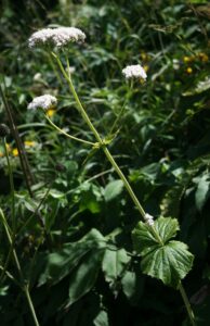 Valeriana alliariifolia