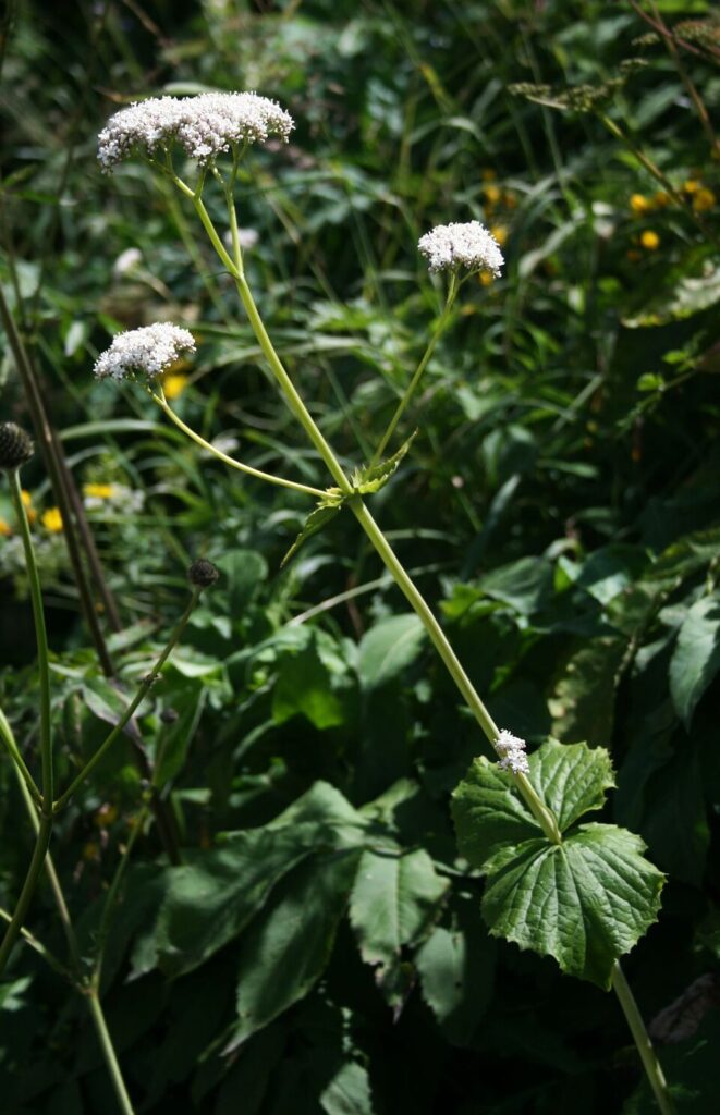 Valeriana alliariifolia