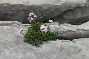 Valeriana apula