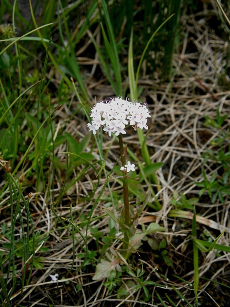 Valeriana dioica