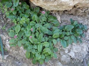 Valeriana italica