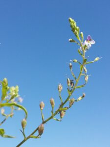 Veronica anagalloides