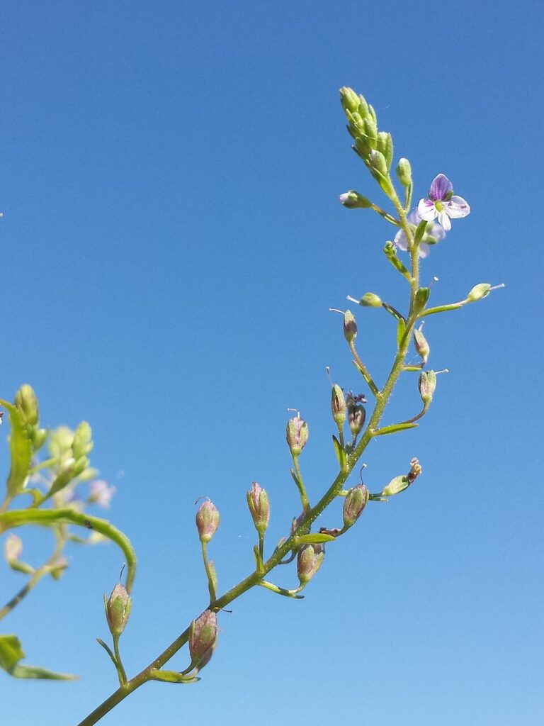 Veronica anagalloides