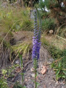 Veronica barrelieri subsp. barrelieri