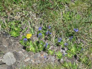 Veronica bellidioides