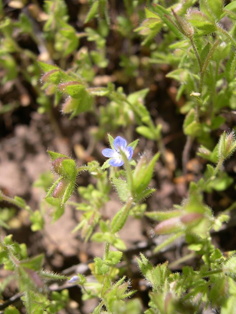 Veronica biloba