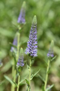Veronica orchidea