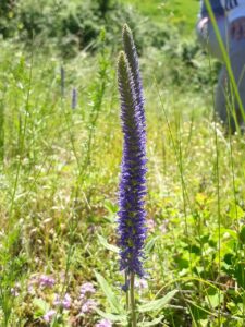 Veronica porphyriana