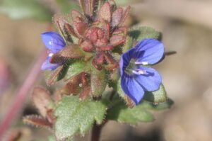Veronica praecox