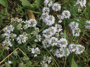 Veronica prostrata