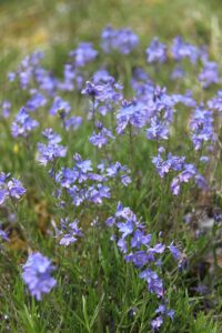 Veronica satureiifolia