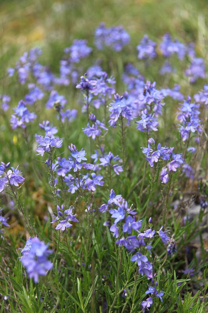 Veronica satureiifolia