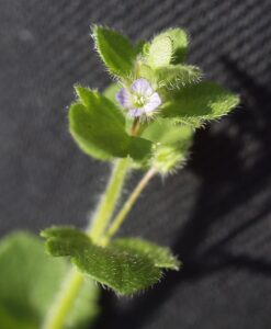 Veronica sublobata