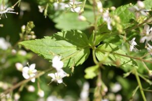 Veronica urticifolia