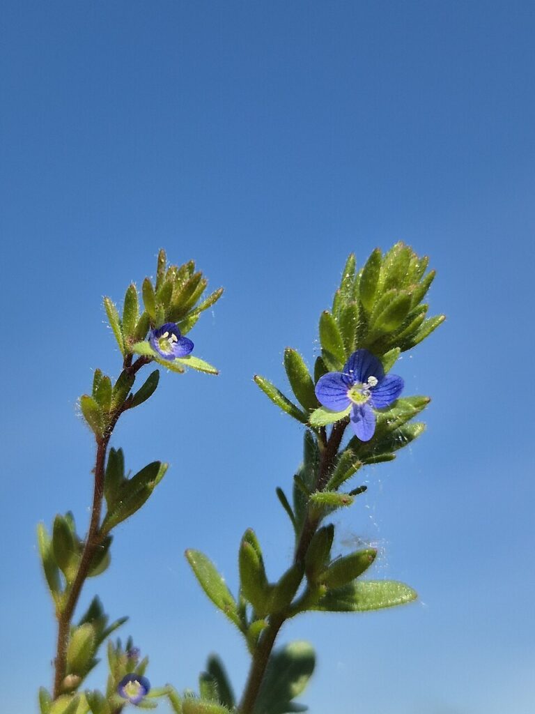 Veronica verna