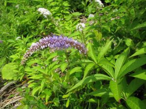 Veronicastrum sibiricum f. sibiricum