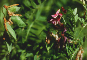 Vicia cassubica