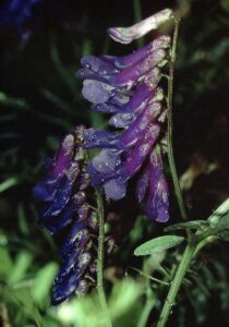 Vicia villosa subsp. varia