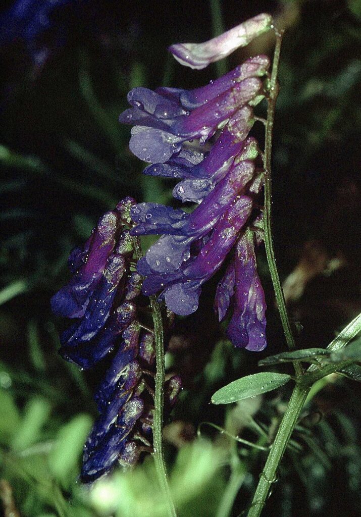 Vicia villosa subsp. varia